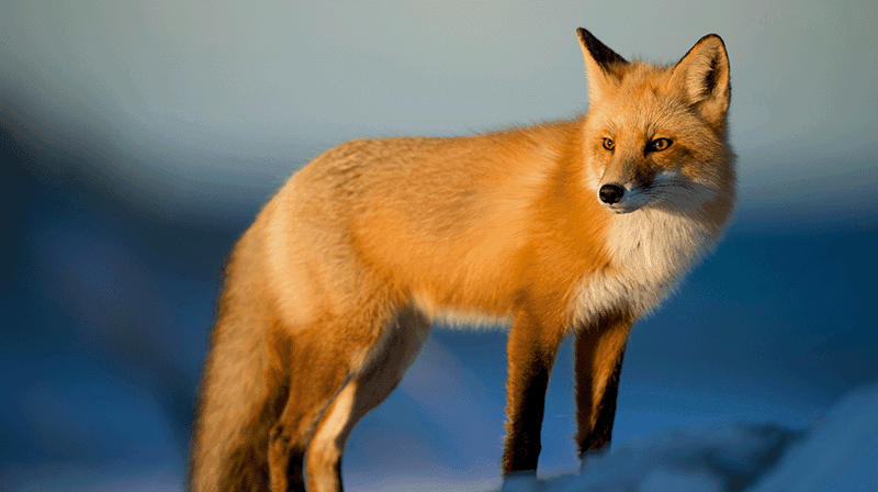 Adobe Camera Raw – komplett guide med kursholder Espen Faugstad